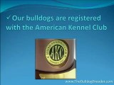 Purchase Your puppies from the best English Bulldog Breeders