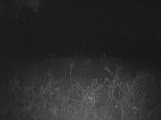 Coyote Chases Buck on Trailcam