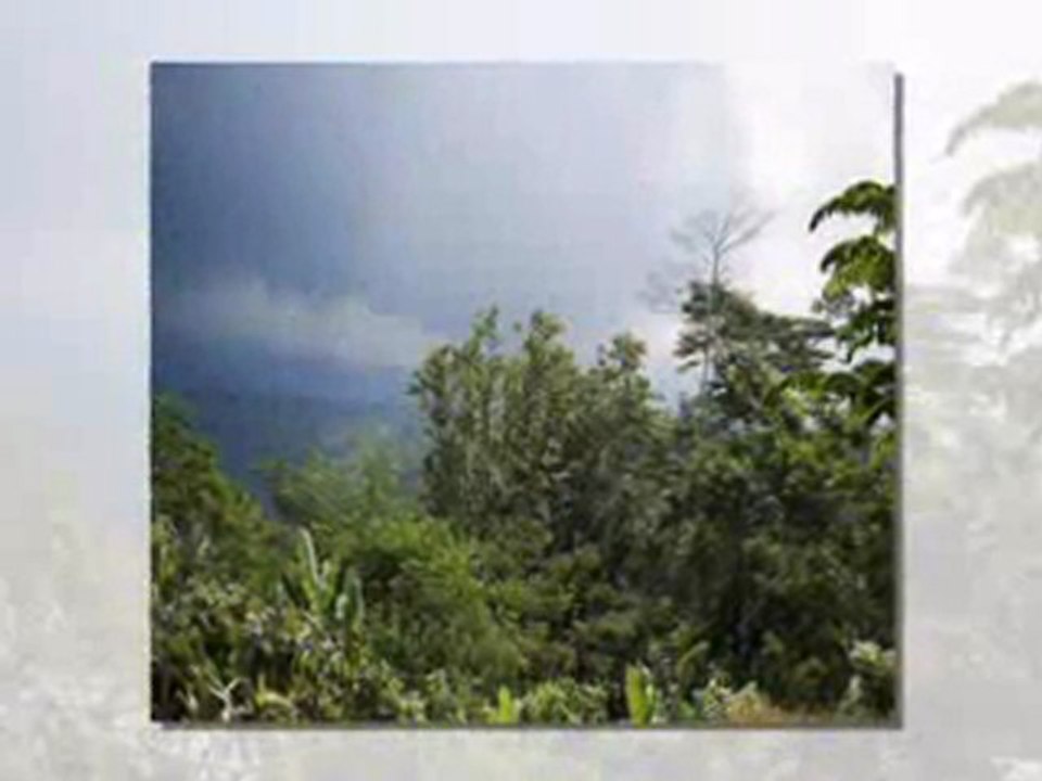 http://www.carboncentralnetwork.com Rainforest Conservation for Our Planet