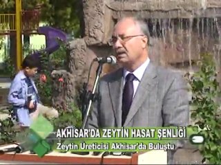 AKHİSAR’DA ZEYTİN HASAT ŞENLİĞİ