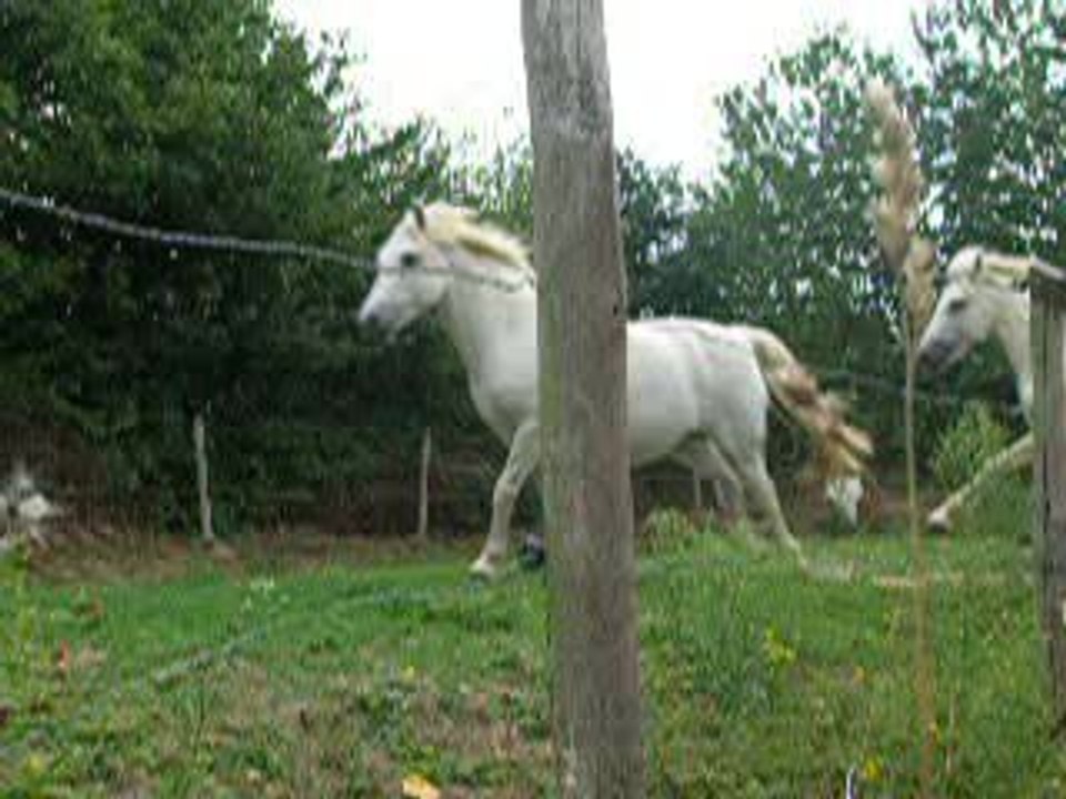 DSCN0917