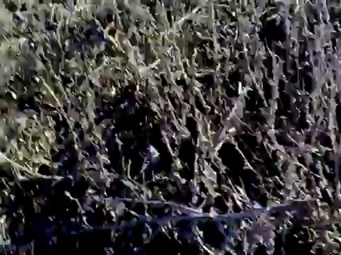 Tavşan Avı Vuruluş Anı..