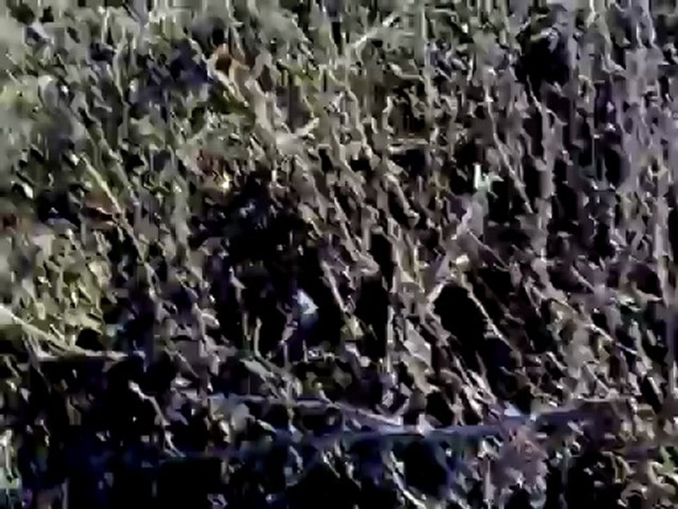 Tavşan Avı Vuruluş Anı..