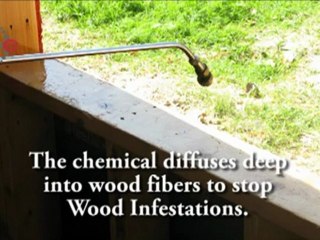 McAllen Pest Control - Bora Care Prevention