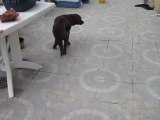 Chocapic Labrador de 6 mois handicapé