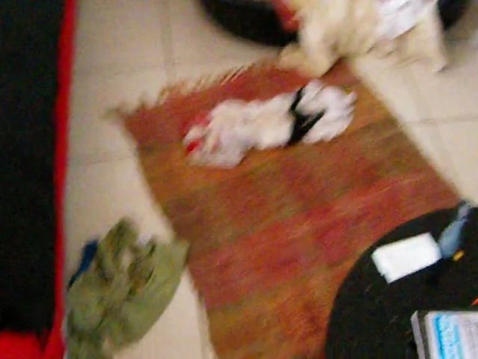 Bêtises de PetitChien qui s'ennuie 2