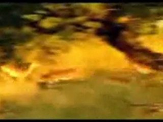 النظام البيئي