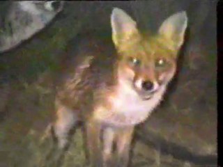 Make hunting a thing of the past