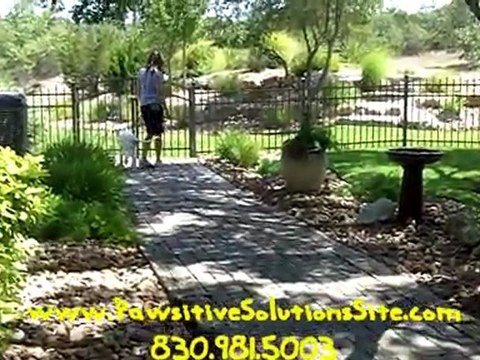 Dog Trainer In San Antonio Explains Early Training Benefits