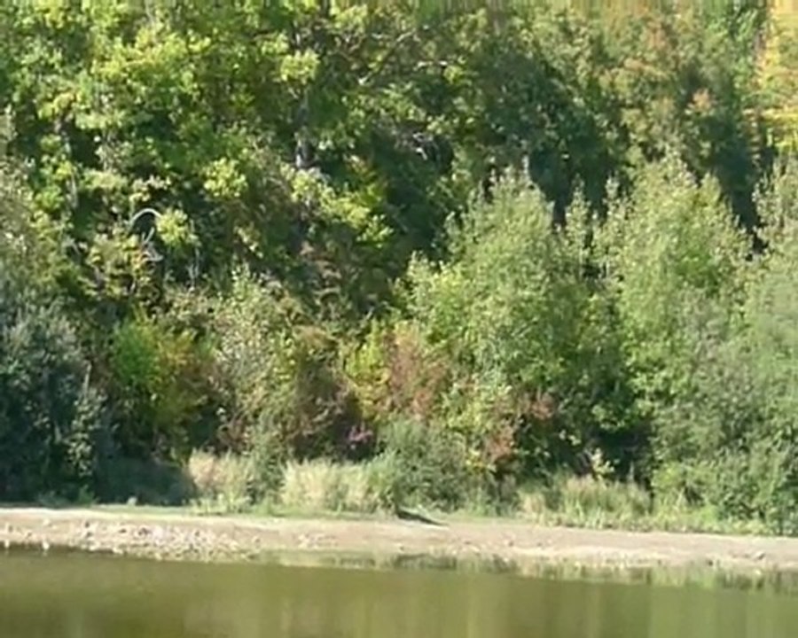 Balbuzard pecheur
