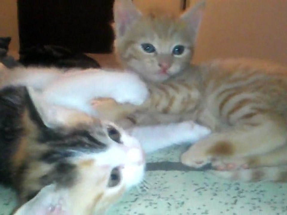 2 chatons s'amuse avec leur maman puis se croute