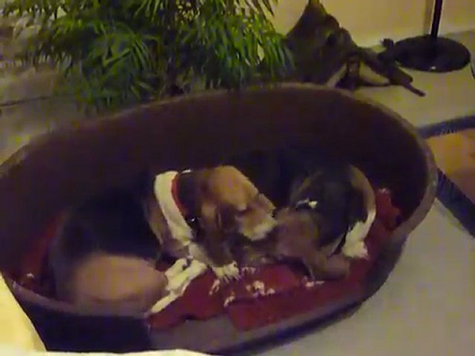Volga fait la toilette de vic