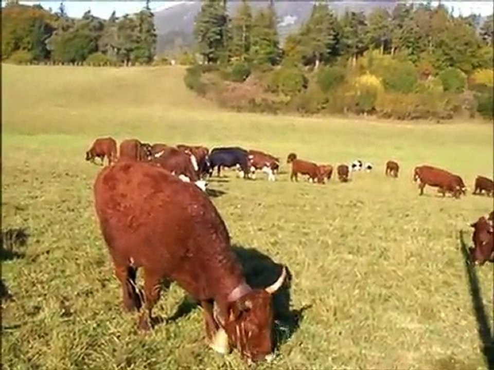 concerto de vaches salers