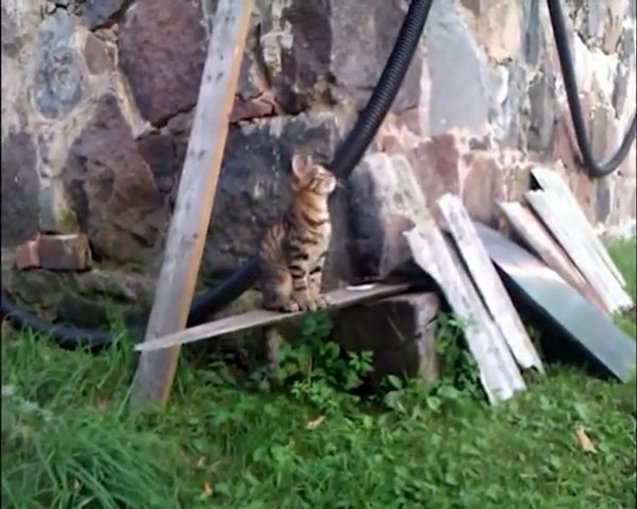Un chat amusant joue avec un ballon de basket
