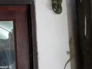 Gecko sauve un Gecko