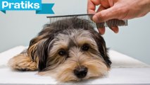 Conseils véto : Comment brosser les poils de son chien ?