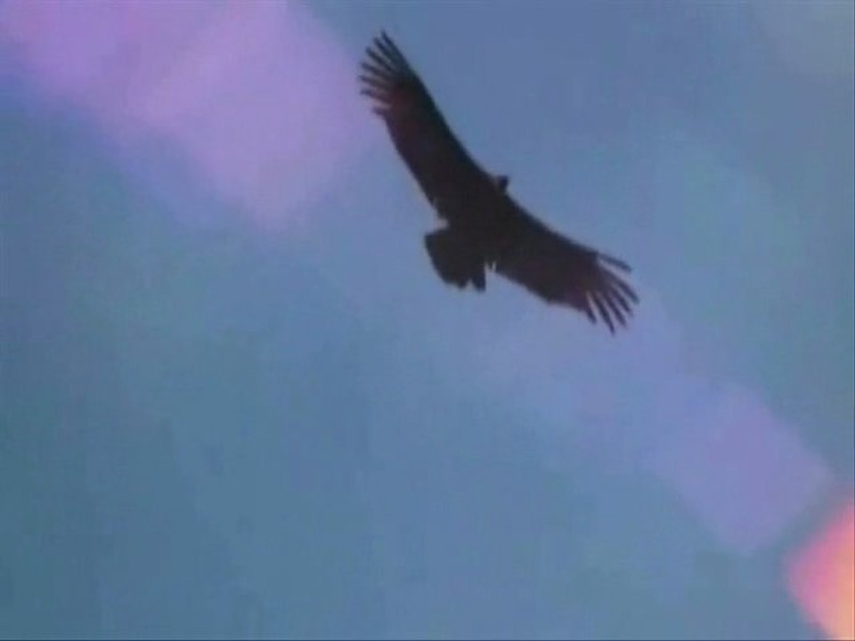 volducondor