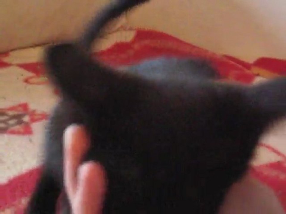 chatons noirs chez Claire 003