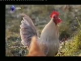 Gallinas: Respuesta de alarma ante depredadores