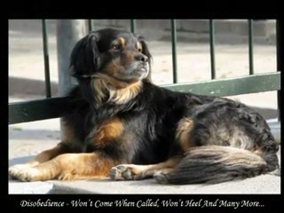 Get Simple Puppy Training Techniques From TheOnlineDogTrainer.com