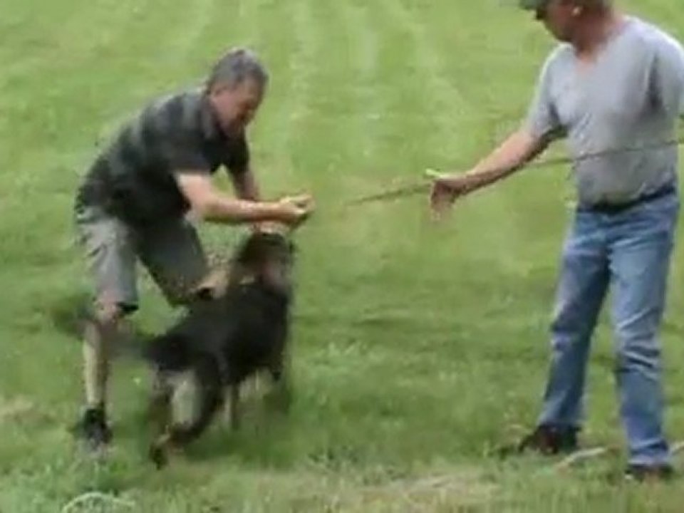 Cyra vom Wolfsfriede, erste Schritte zum Verbellen