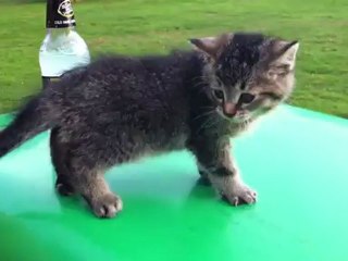 Faceplant Cat