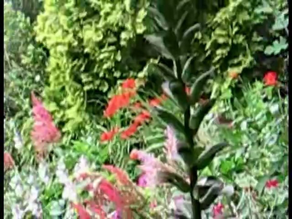 AcantheEnFleurBassinPuits