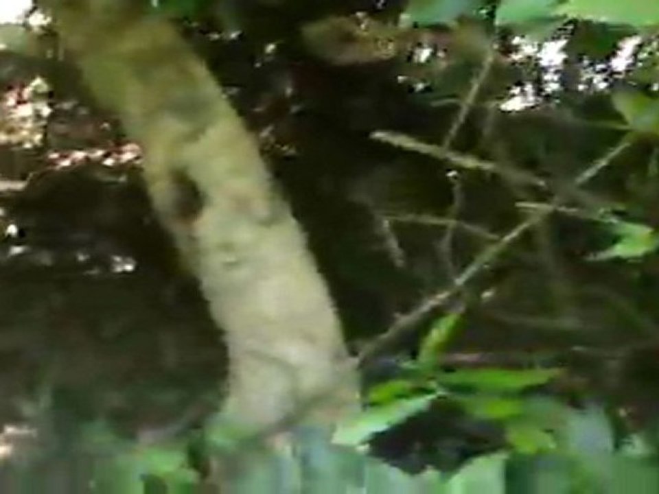 JUNGLE 3 on y est