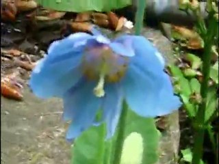 Meconopsis Betonicifolia