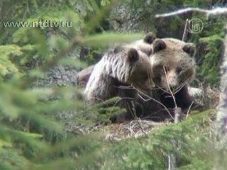Медведи атакуют деревни в Словакии