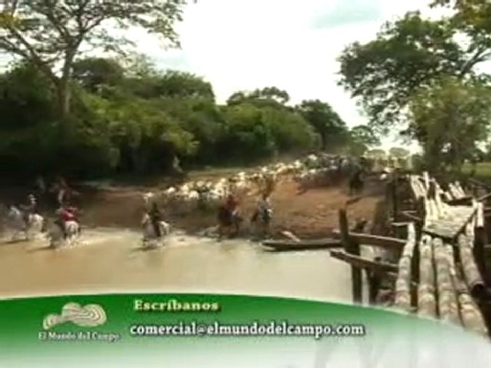 3_VIERNES 21 OCTUBRE 2011 animals novartis