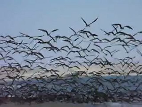 bord de mer au Pérou(Paracas)