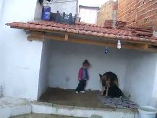 germen shepherd 35 günlük yavrularımız.