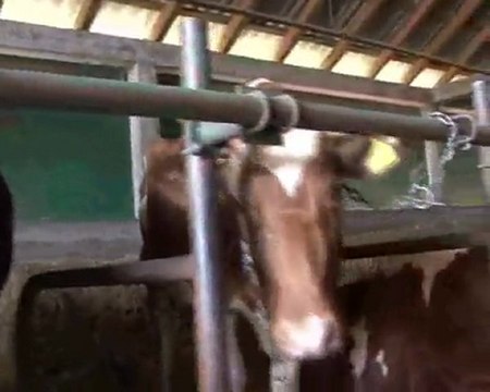 Podela junica... emisija Svet Poljoprivrede