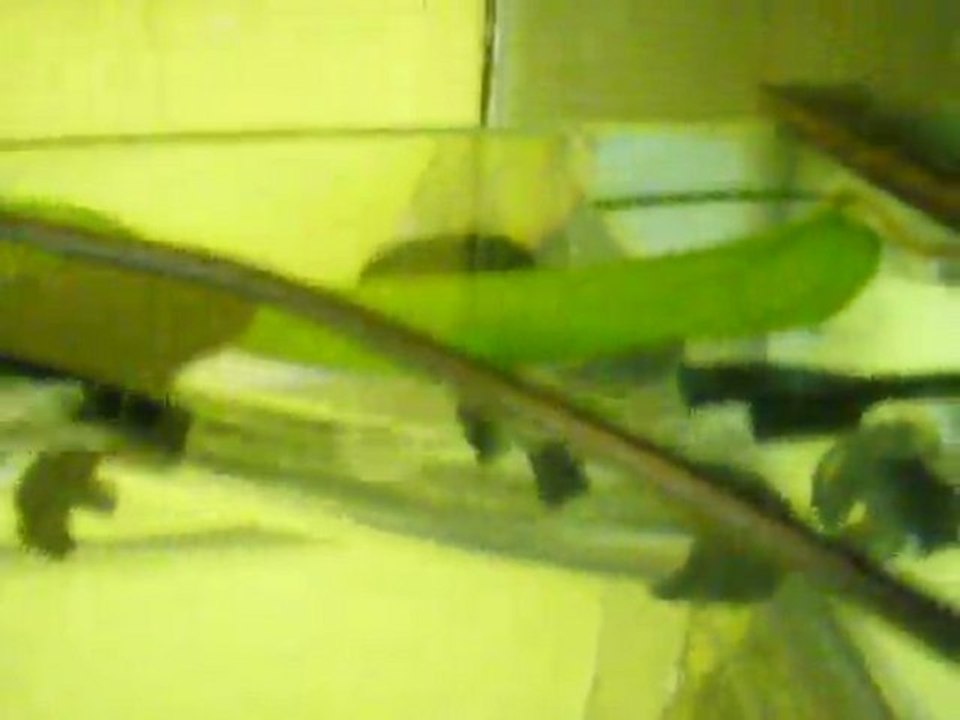 kulucka