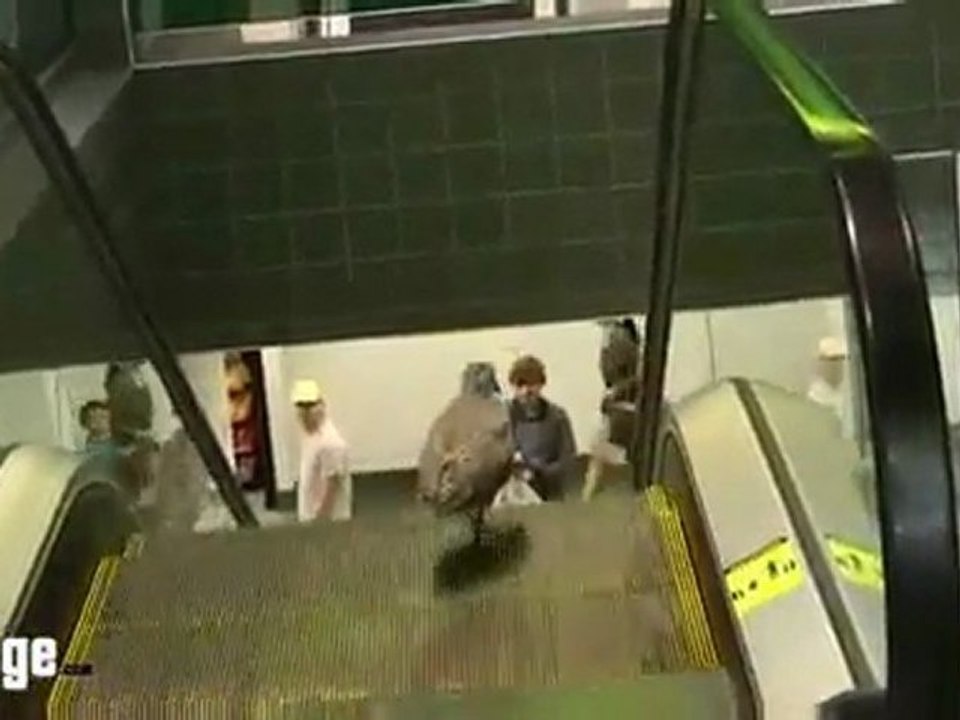 Confused Bird Tries To Go Down An Escalator