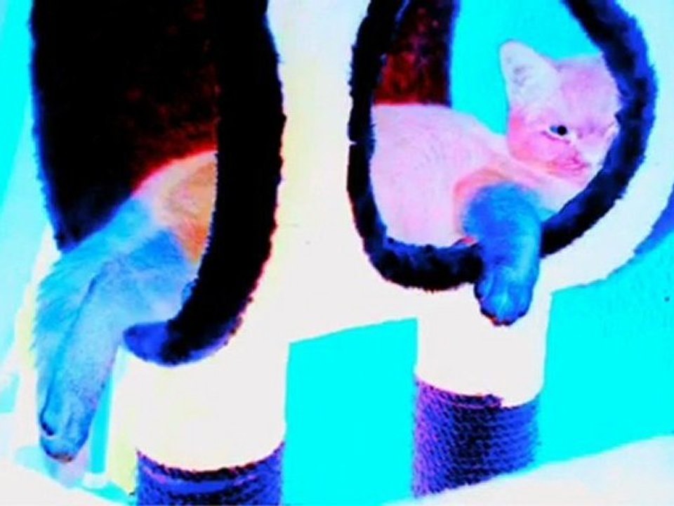 Insane in Da KittyBraine