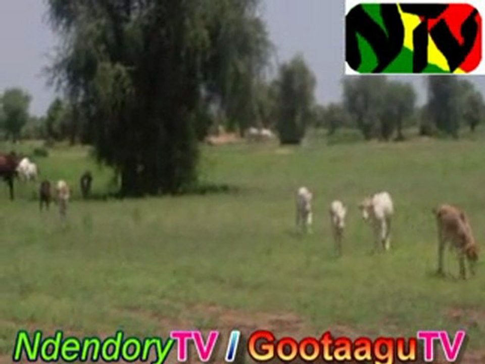 Amadou Aliou Sy Walél.2KISAL S TO MIIROO 2011..pullo Kante Houleye .ThiamZiara Sinthiou Bamambé-Banadji.CEERNO SAMMBA GANYAADO BAH 2011.CEERNO ALASAN BARI 2.Ceerno Gunaas...blog-video.tv - video Pulaar - Abasse malal abasse jha N'dendory tv pulaar