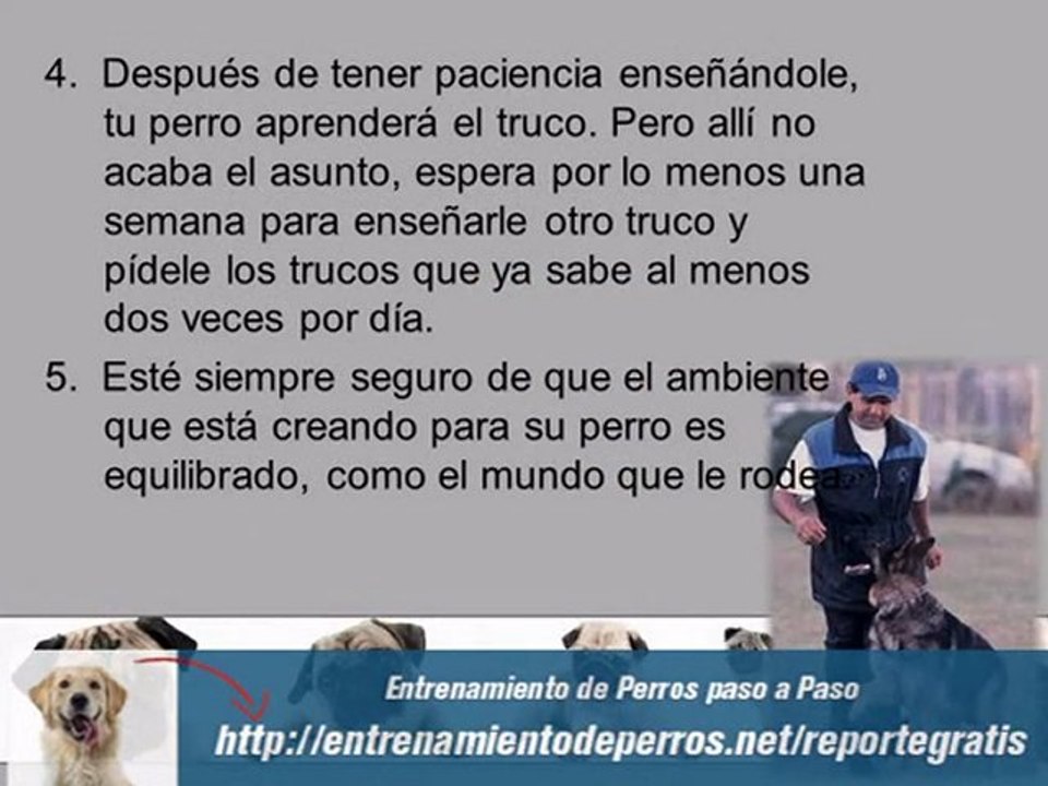 Como Entrenar a un Perro : Como Educar a un Perro