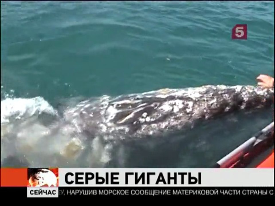 На Камчатку возвращаются серые киты