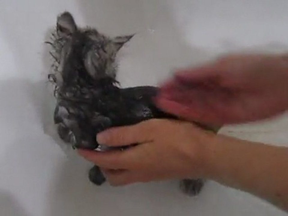 Tchi-au-bain