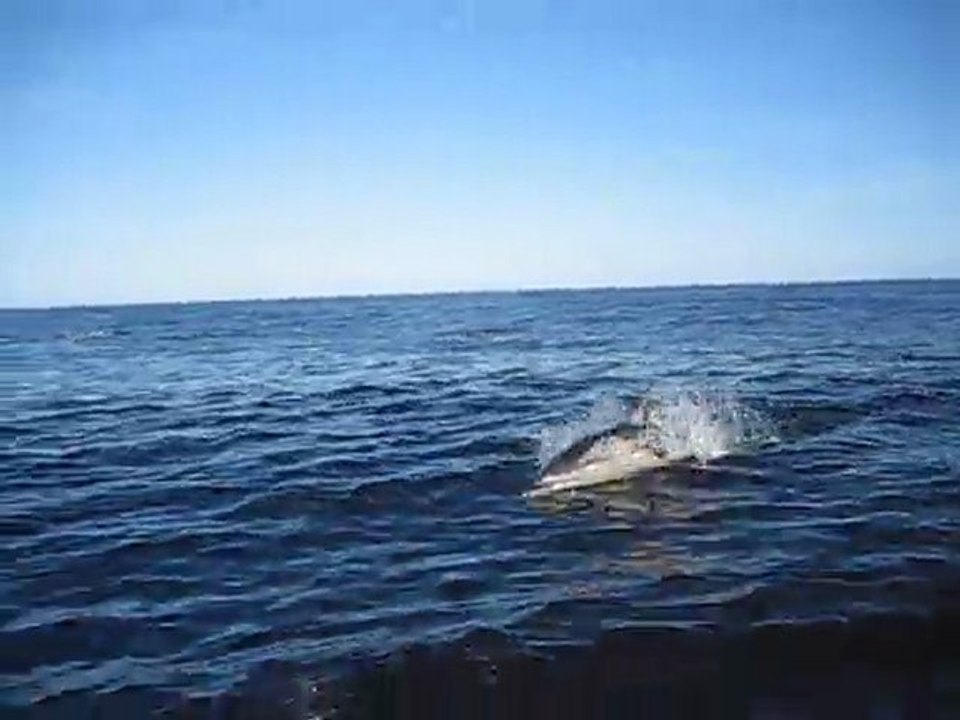 bal des dauphins en arrivant aux Iles Scilly