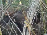 In Russia - Moose rescued entangled in the wires horns