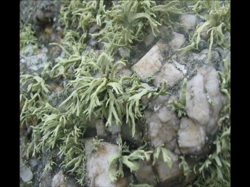 Nicolas Le Rallic "Marie-Jeanne Gabrielle de Louis CAPART "