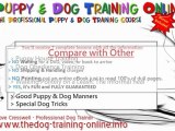 Learn how to train your dog obedience - Dog Training
