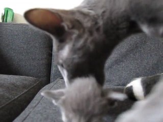 Exploration du canapé...