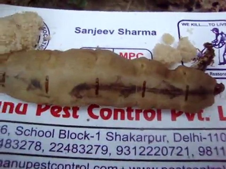 Manu Pest Control 9811191551
