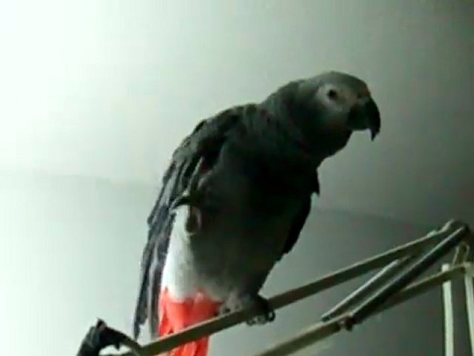 Mardi D'Bird Gives His Owner the You-Know-What