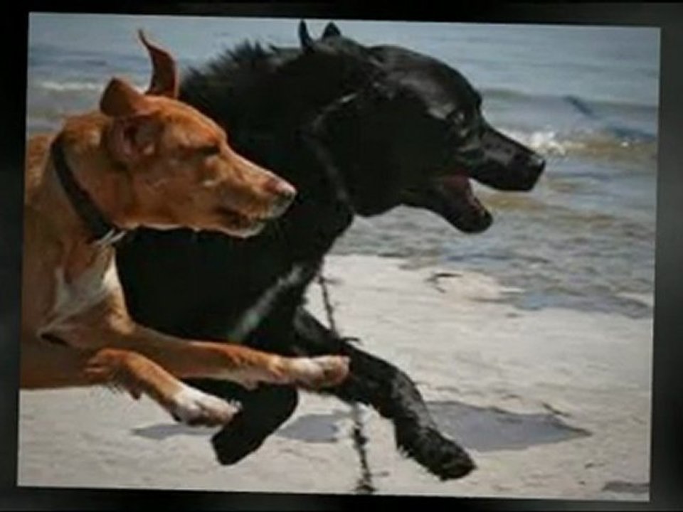 Starting Basic Dog Training