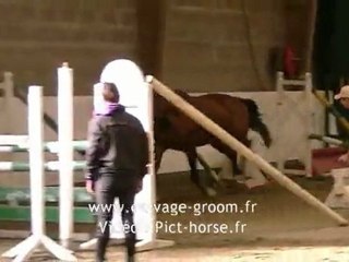 Hongre à vendre par J'ai l'Espoir d'Elle